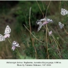 melanargia larissa daghestan males 2